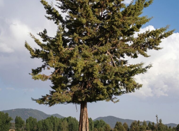 Atlas cedro