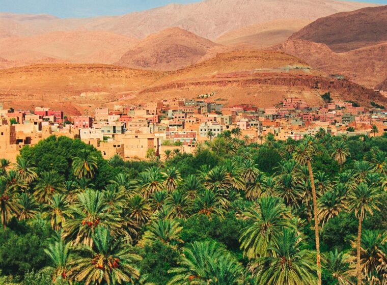 Oasis palmeral